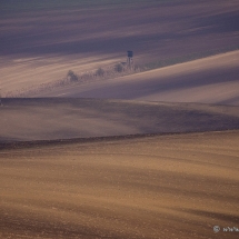 morawy2010-3004
